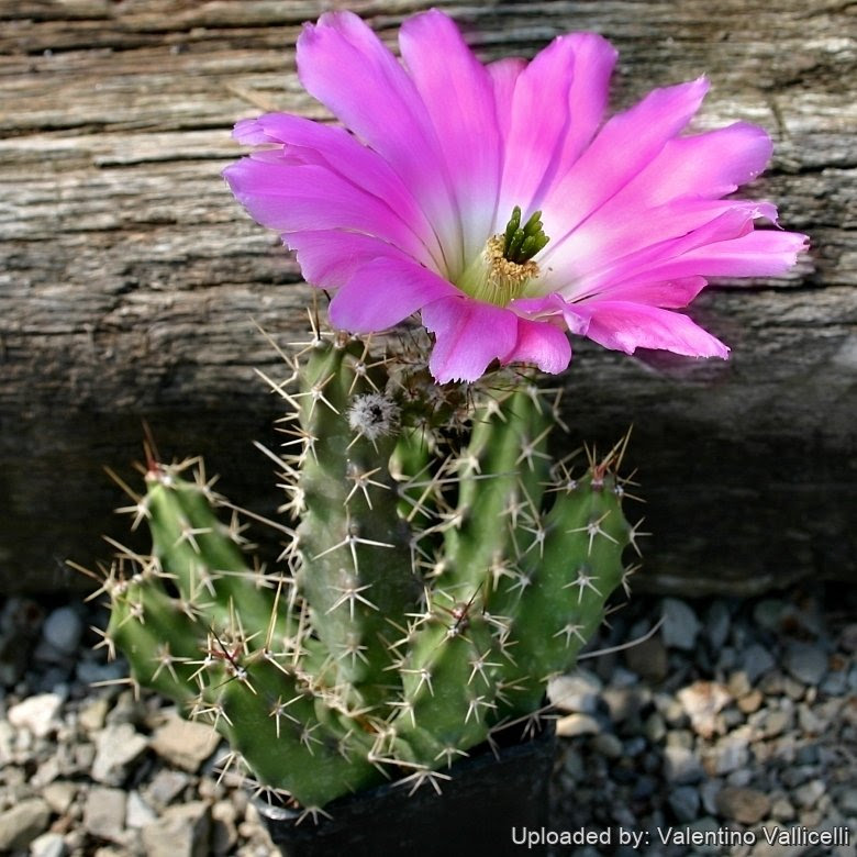 Possibly properly called strophocactus testudo. Echinocereus Pentalophus Subs Procumbens