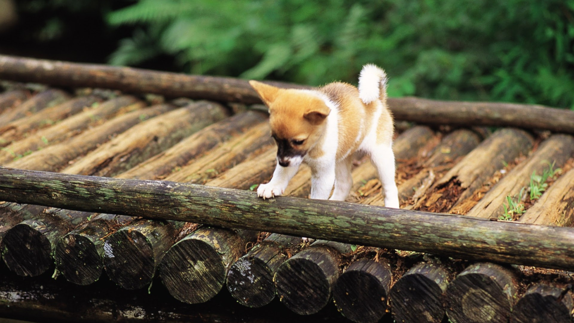 最高柴犬 壁紙 Pc 最高の花の画像