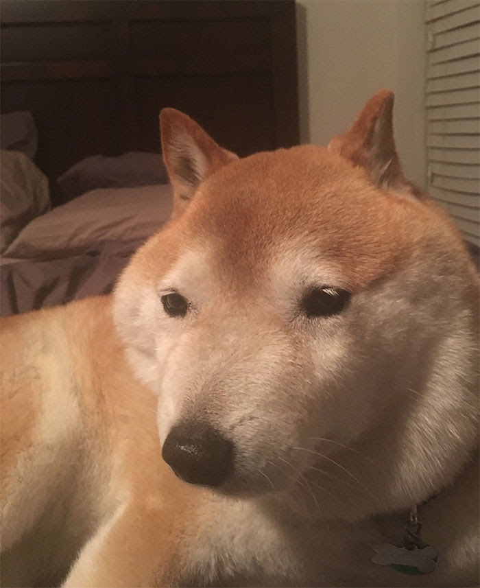 ロイヤリティフリー柴犬 可愛い 写真 最高の壁紙hd