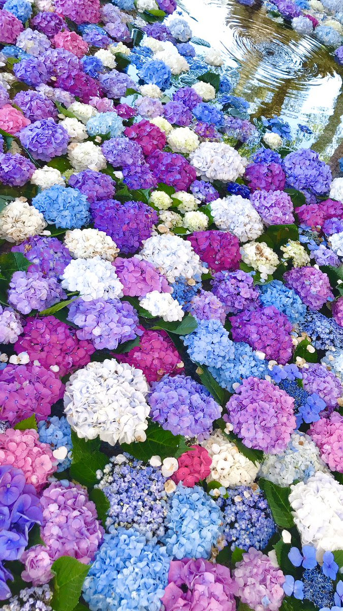 最も選択された Iphone 壁紙 花手水 待ち受け 1444 Kukowetelujp