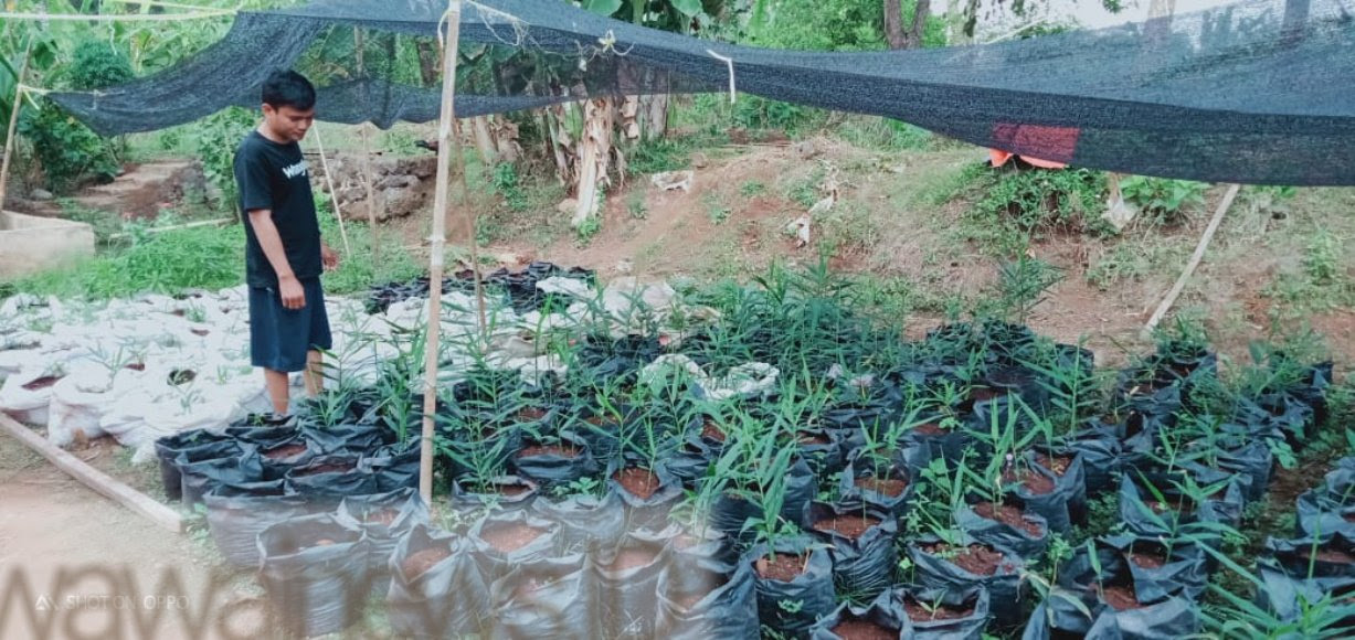 Cara Bertanam Jahe Merah Di Polybag - Berbagi Tanam