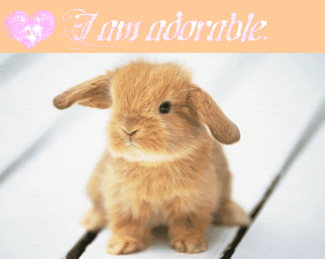 Cool Gif Anime Lapin Amoureux Abdofolio