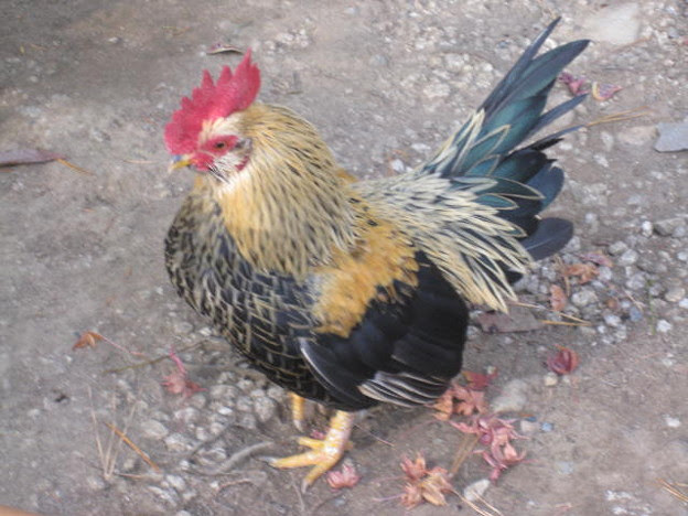 すべての動物の画像 ベスト鶏 かっこいい