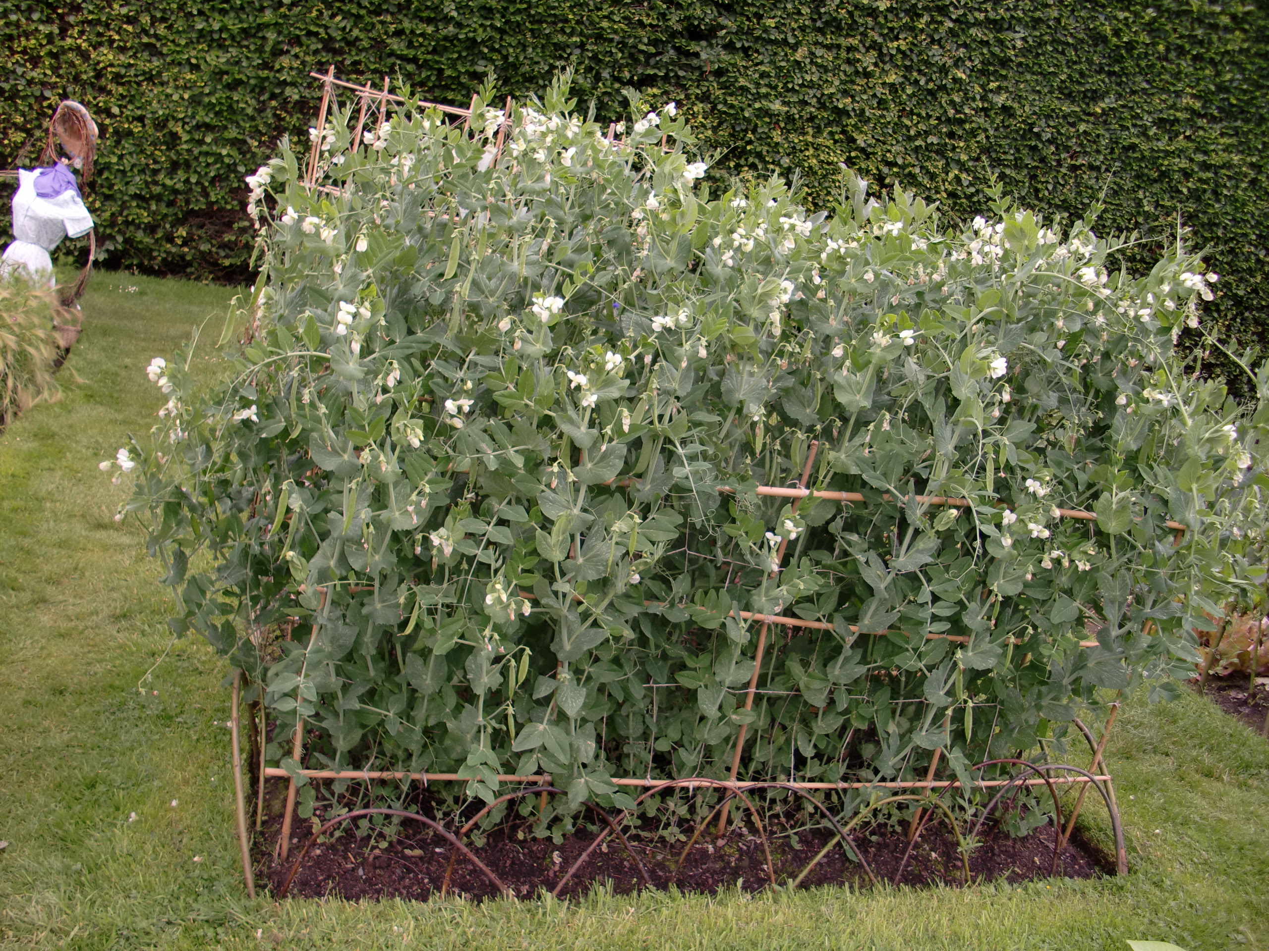 Find more information on how to cook broad beans. Something For The Plate Botanics Stories
