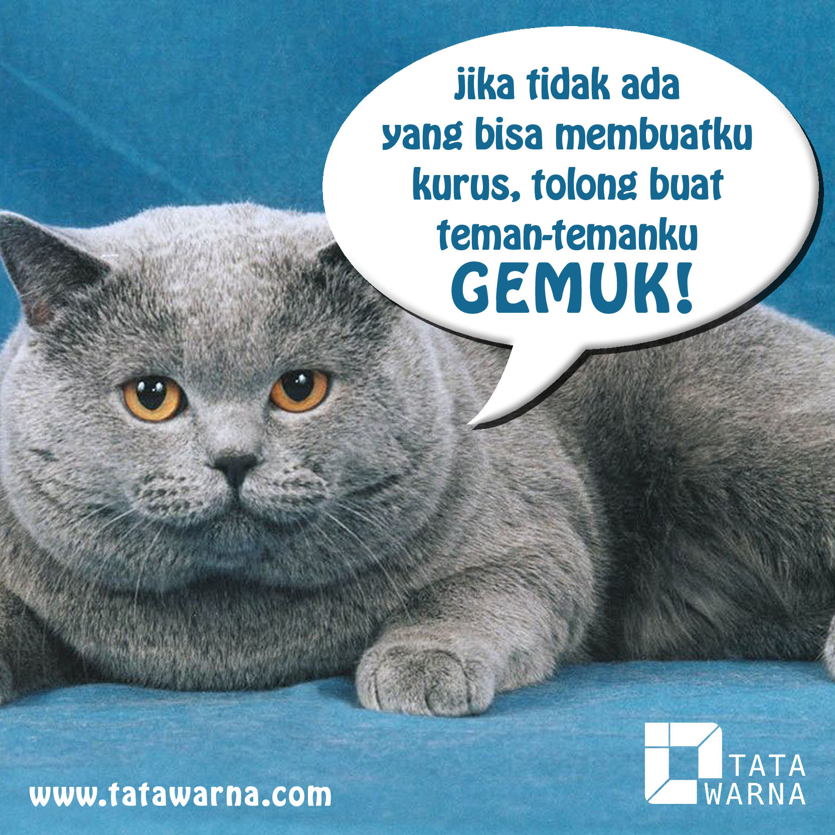 Gambar Kucing Lucu Imut Bergerak Top Meme