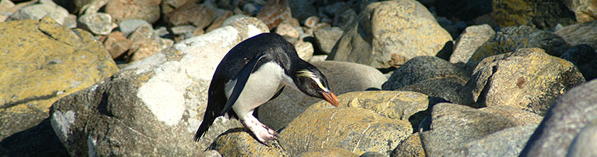 The cape of good hope is open daily throughout the year with longer opening hours in summer. The Penguin The Tawaki Project