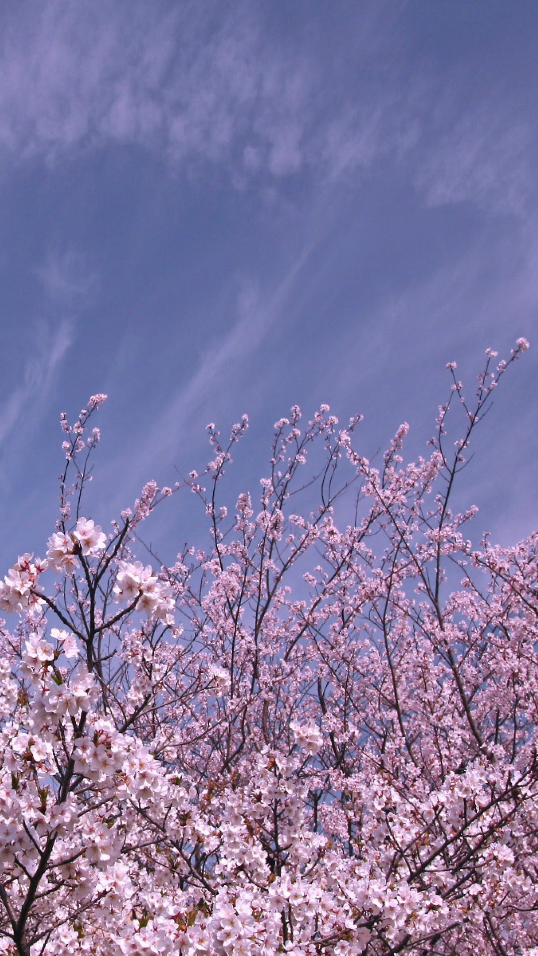 ディズニー画像ランド 無料印刷可能iphone スマホ 壁紙 桜