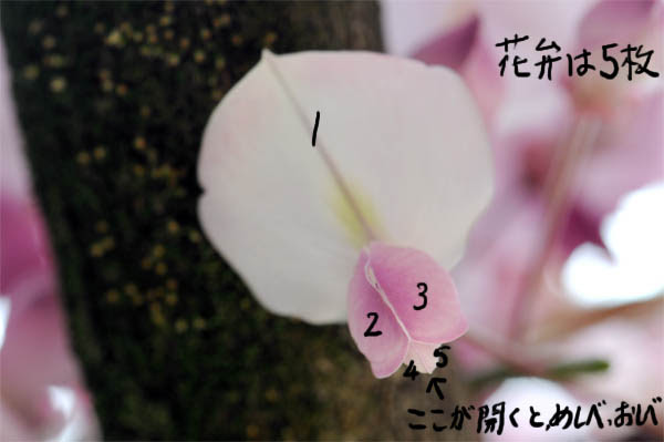 最新 エンドウ 花弁 枚数 11 エンドウ 花弁 枚数 Foxgazojp