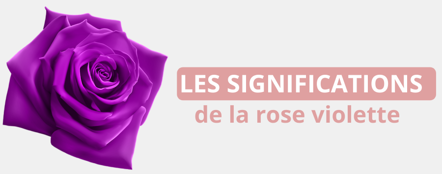 Elle apparaît pour la première fois en 1781, comme une teinte se différenciant quelque peu du violet. Rose Violette Signification En Image Royaume Eternel