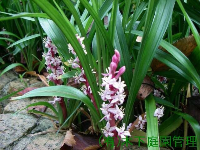 最高かつ最も包括的なキチジョウソウ 花 最高の花の画像
