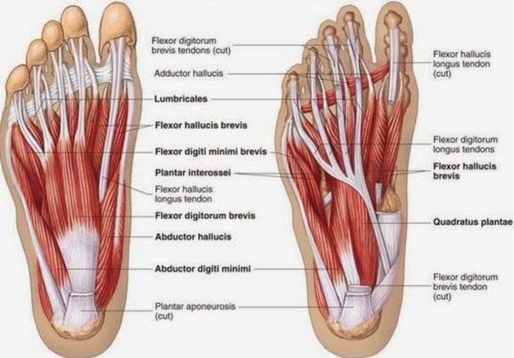 Maybe you would like to learn more about one of these? Developing Strength Stability In The Foot Ankle And Lower Leg Mountain Peak Fitness