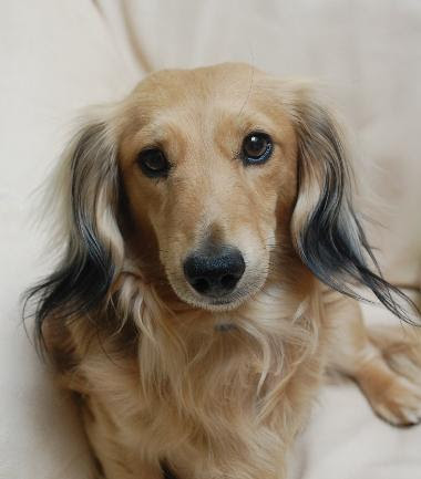 They have 3 shaded english cream boys, 1 shaded english cream girl, and 1 english black & cream boy. The Foothills Doxies