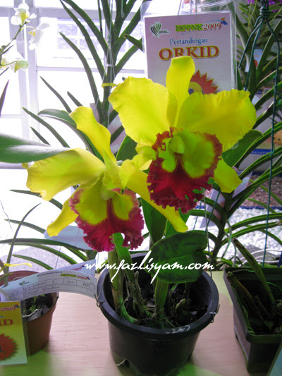 Paling Keren 14+ Gambar Bunga Orkid Yang Cantik - Richa Gambar