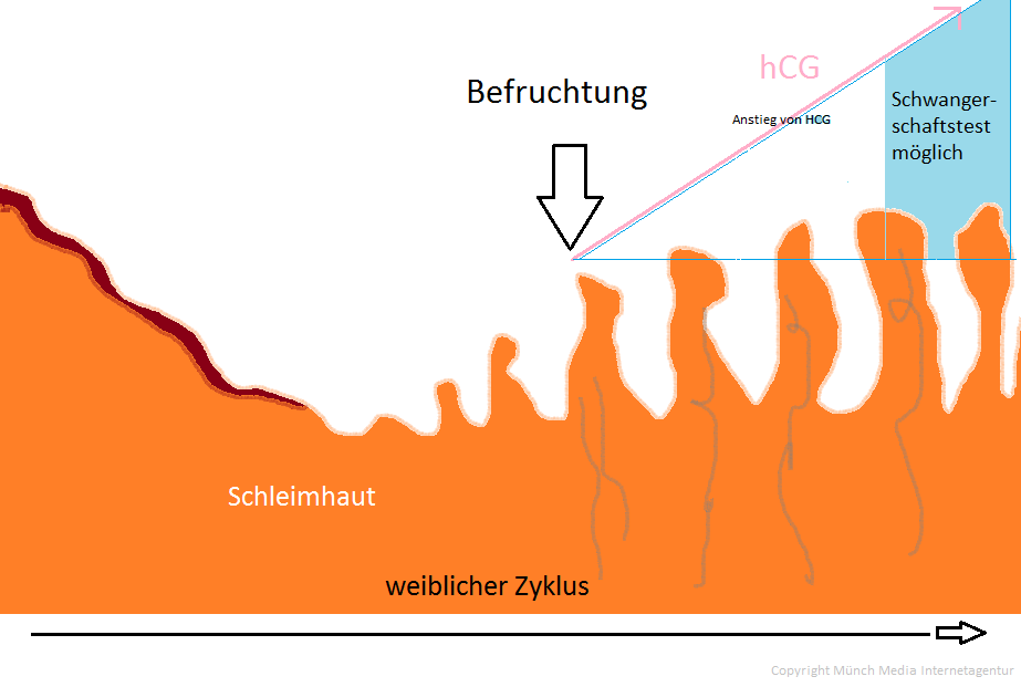 Wann kann man frühestens einen schwangerschaftstest machen 🔥 was denken die verbraucher! Schwangerschaftstest Ab Wann Moglich Graviditas Net