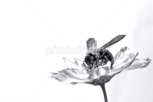 新着蜂 イラスト 白黒 美しい花の画像