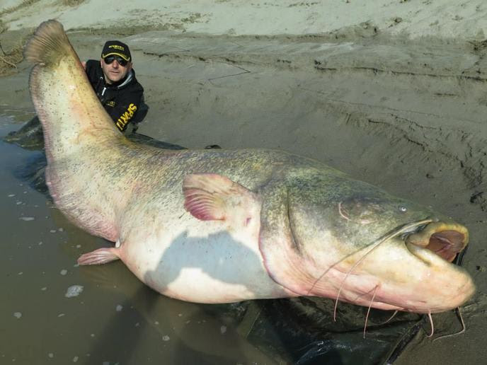 Plus Gros Poisson Chat Du Monde