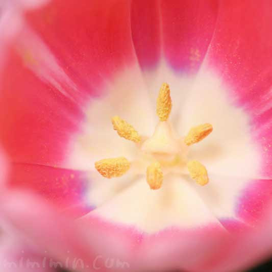 ラブリーオレンジ チューリップ 花 言葉 すべての美しい花の画像