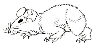 動物画像のすべて 綺麗なねずみ イラスト リアル 書き方