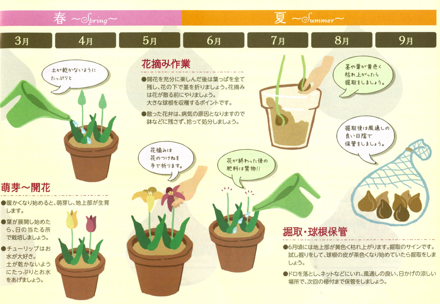 これまでで最高のチューリップ 葉 最高の花の画像