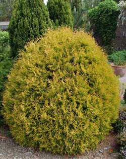 A shrub may be defined as a woody plant of relatively low height (< 20 ft) and having several stems arising from the base. Evergreen Shrub List Dammanns