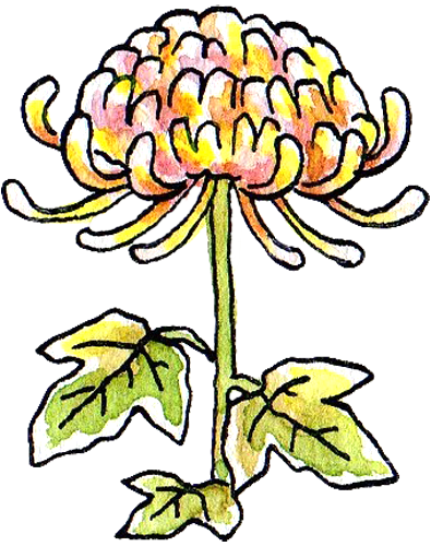 トップレート 菊 イラスト 無料のイラストやかわいいテンプレート