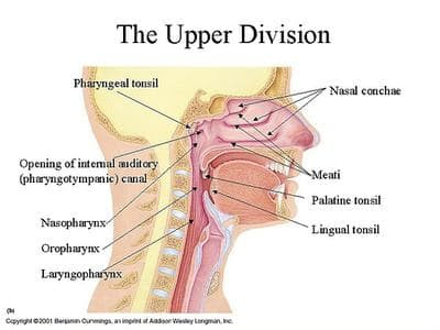 You scored %%score%% out of %%total%%. Ear Nose And Throat Docs Weigh In On Controversial Test Commonhealth