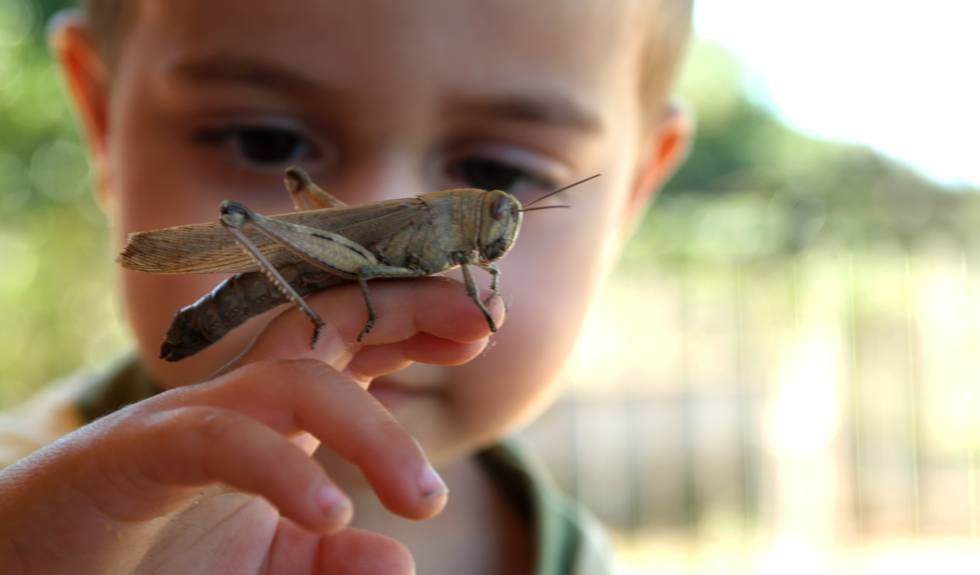 Quase um terço das espécies de ortópteros (como gafanhotos, grilos ou cigarras) está ameaçado, algumas em perigo de extinção.