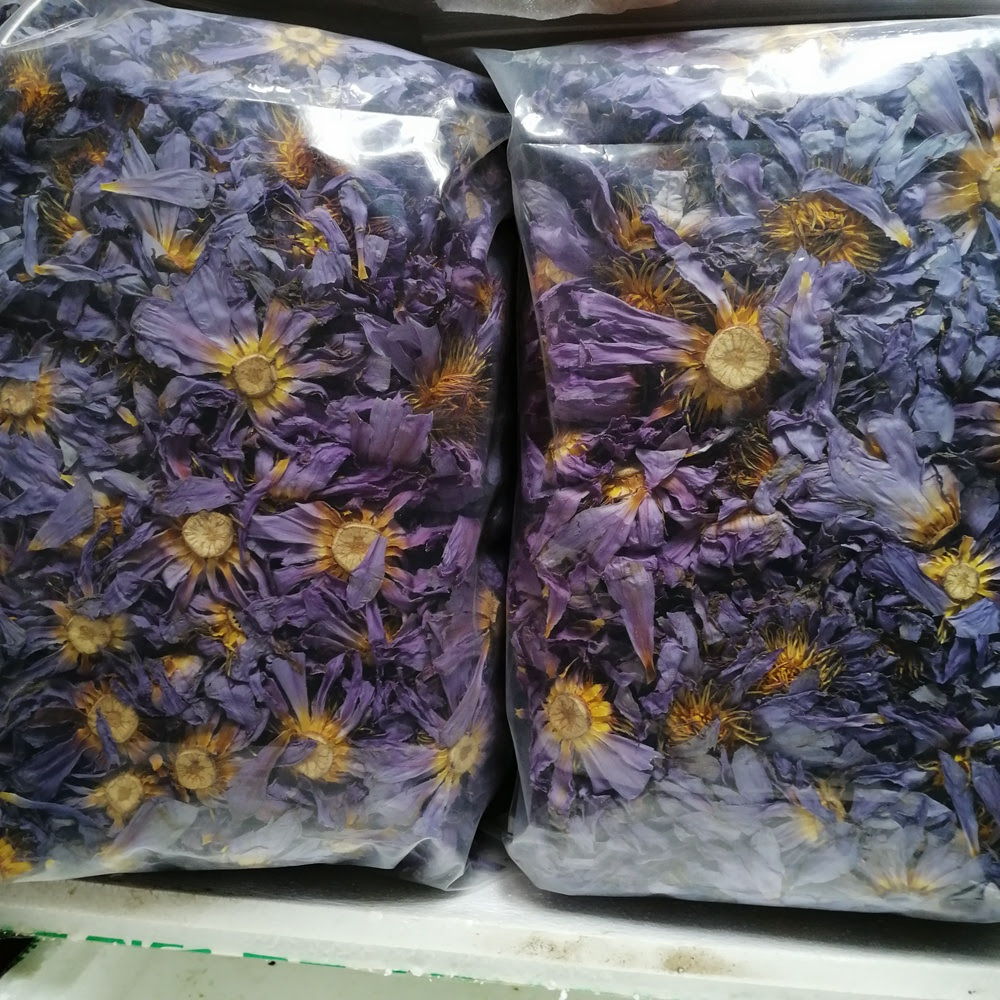 50 Blue Lotus Tea Blue Lotus Tea Recipe Potoapixnank5x