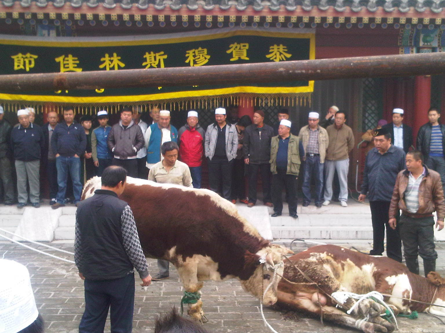 Kumpulan Gambar Kartun Hewan Qurban