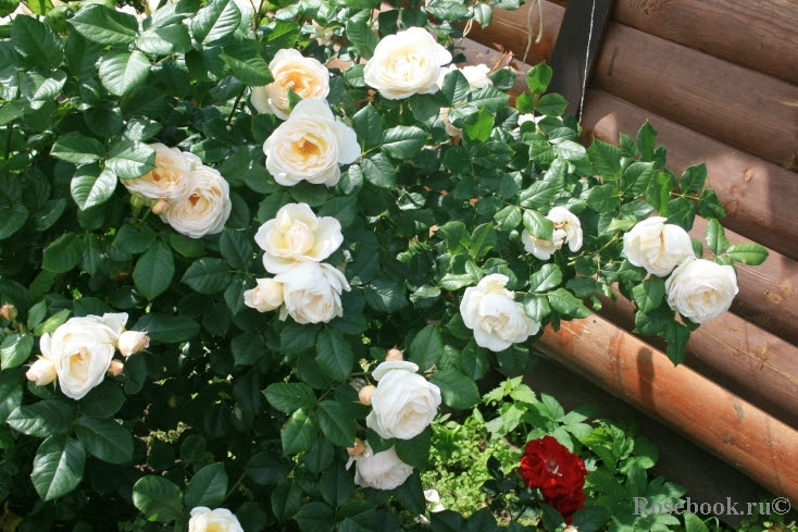 We did not find results for: Galereya Uetersener Klosterrose Tan99176 Enciklopediya Roz