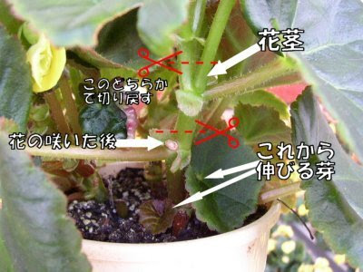 すべての花の画像 トップ100 リーガース ベゴニア 切り戻し