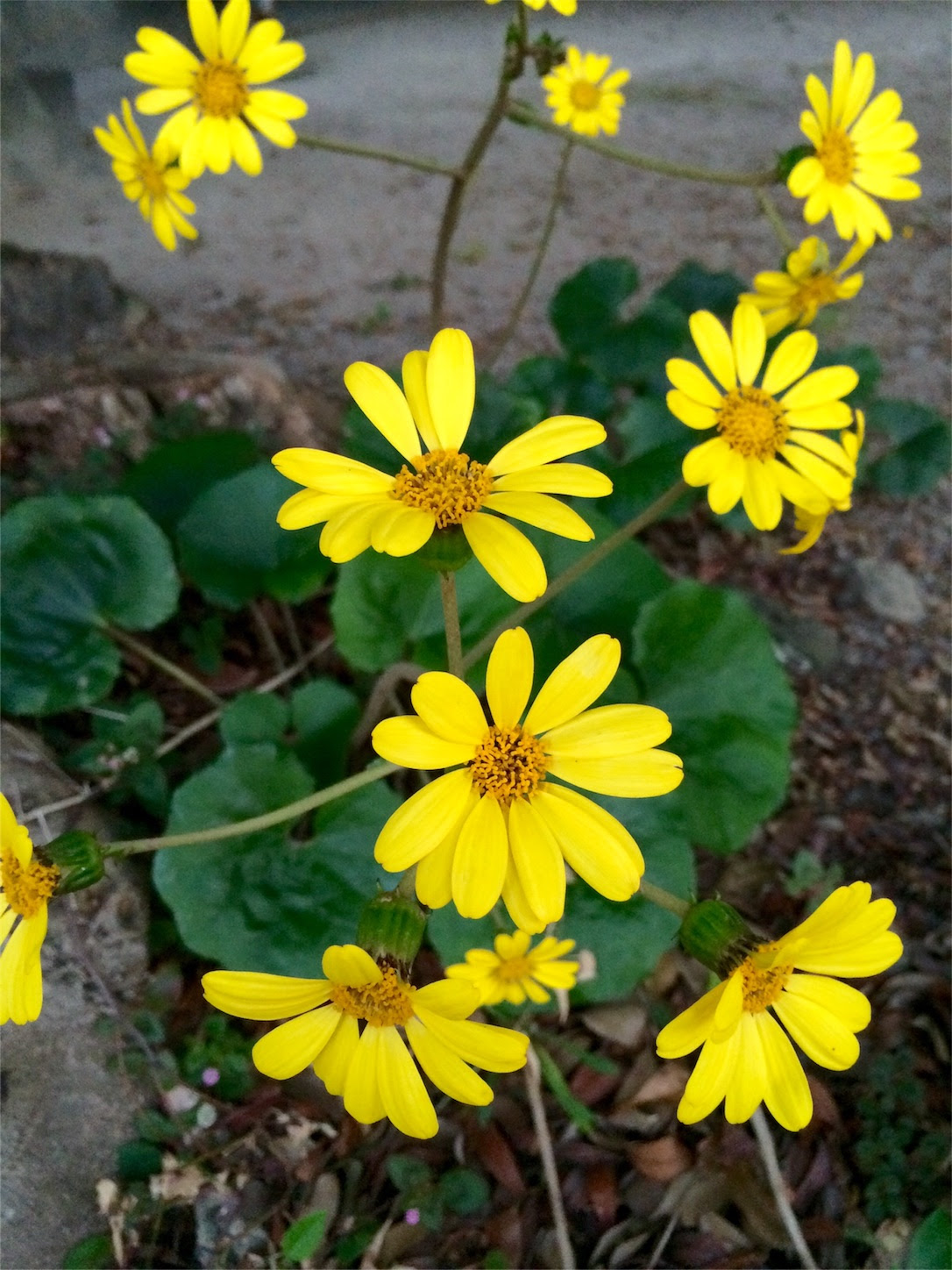 すべての花の画像 最新黄色い花 秋