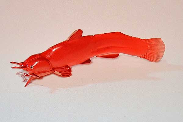 アカザ 魚 1513 アカザ 魚飼育