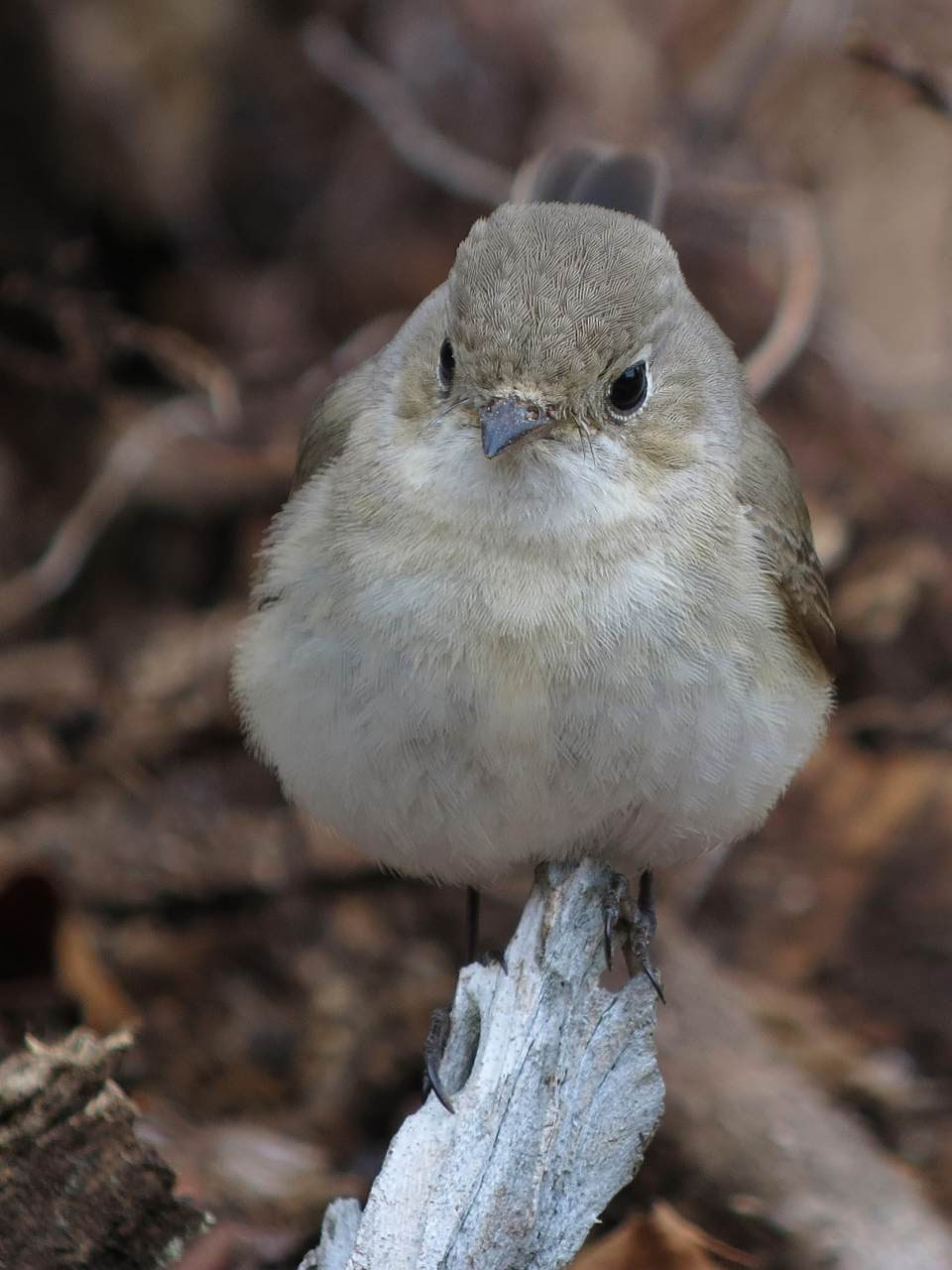 すべての動物の画像 最新小鳥 可愛い