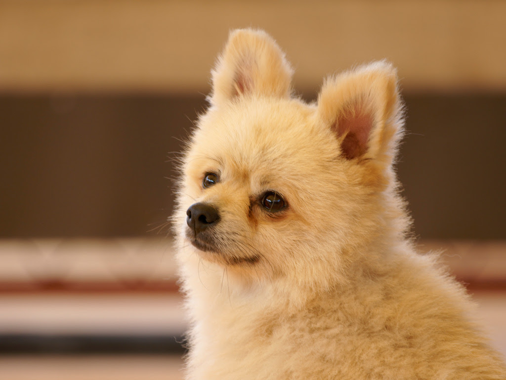 綺麗な犬 フリー 写真 イラスト画像