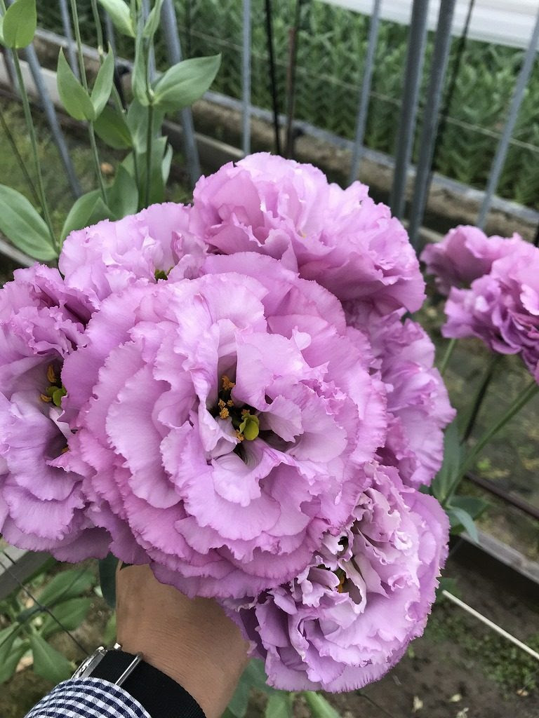 ラブリートルコ キキョウ セレブ ピンク 最高の花の画像