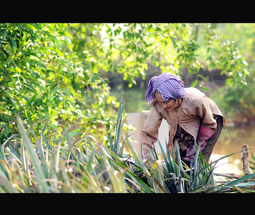 Káº¿t quáº£ hÃ¬nh áº£nh cho hinh anh ba me que