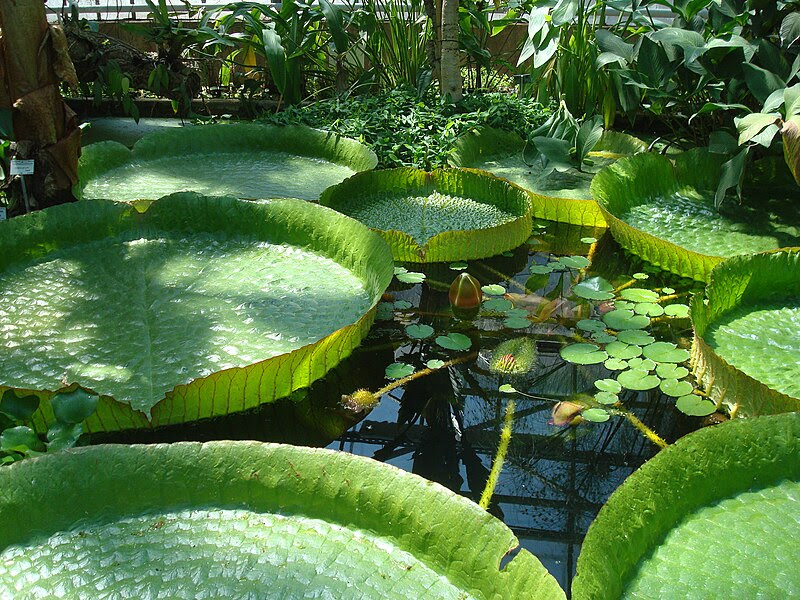 File:Nénuphar Géant d'Amazonie (Victoria Cruziana).jpg