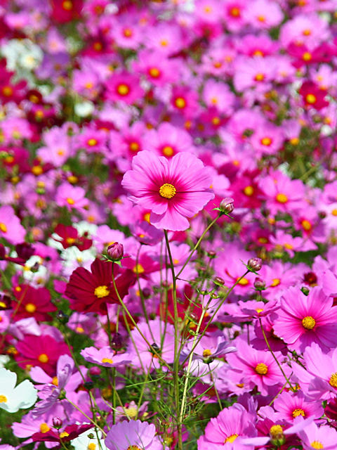綺麗な携帯 待ち受け 花 最高の花の画像