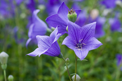 無料ダウンロード花 言葉 桔梗 最高の花の画像
