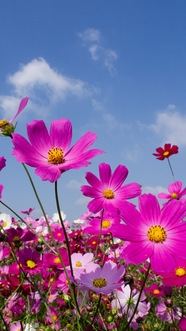 すべての花の画像 エレガントコスモス 壁紙 縦