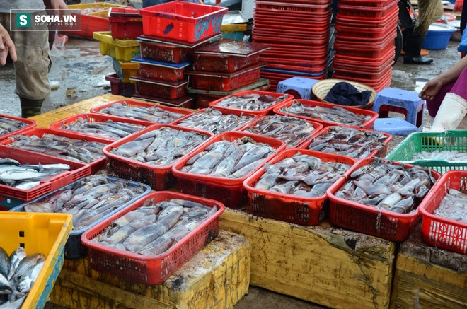 Chuyên gia nước ngoài khuyến cáo chưa nên ăn cá biển ở miền Trung - Ảnh 2.