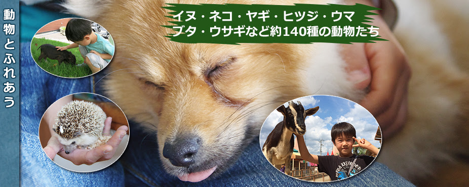 最新のhd関西 動物 ふれあい 最高の動物画像