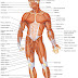 Full Body Muscular Diagram Pdf : Full Body Muscles Diagram Quizlet