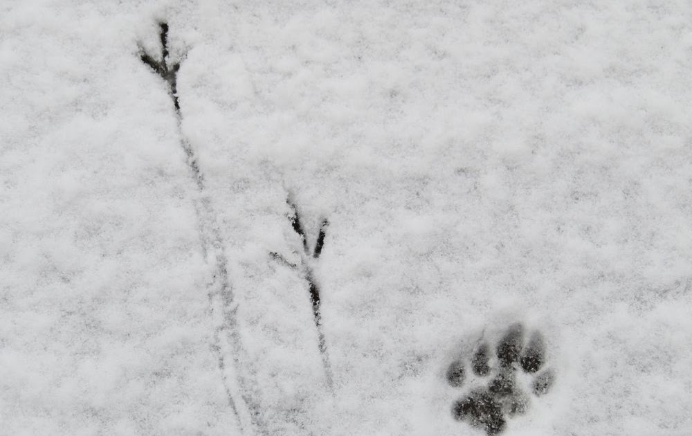 Rätsel Tierspuren Im Schnee / Tierspuren im frisch gefallenen Schnee sind so etwas wie ... : Das ...