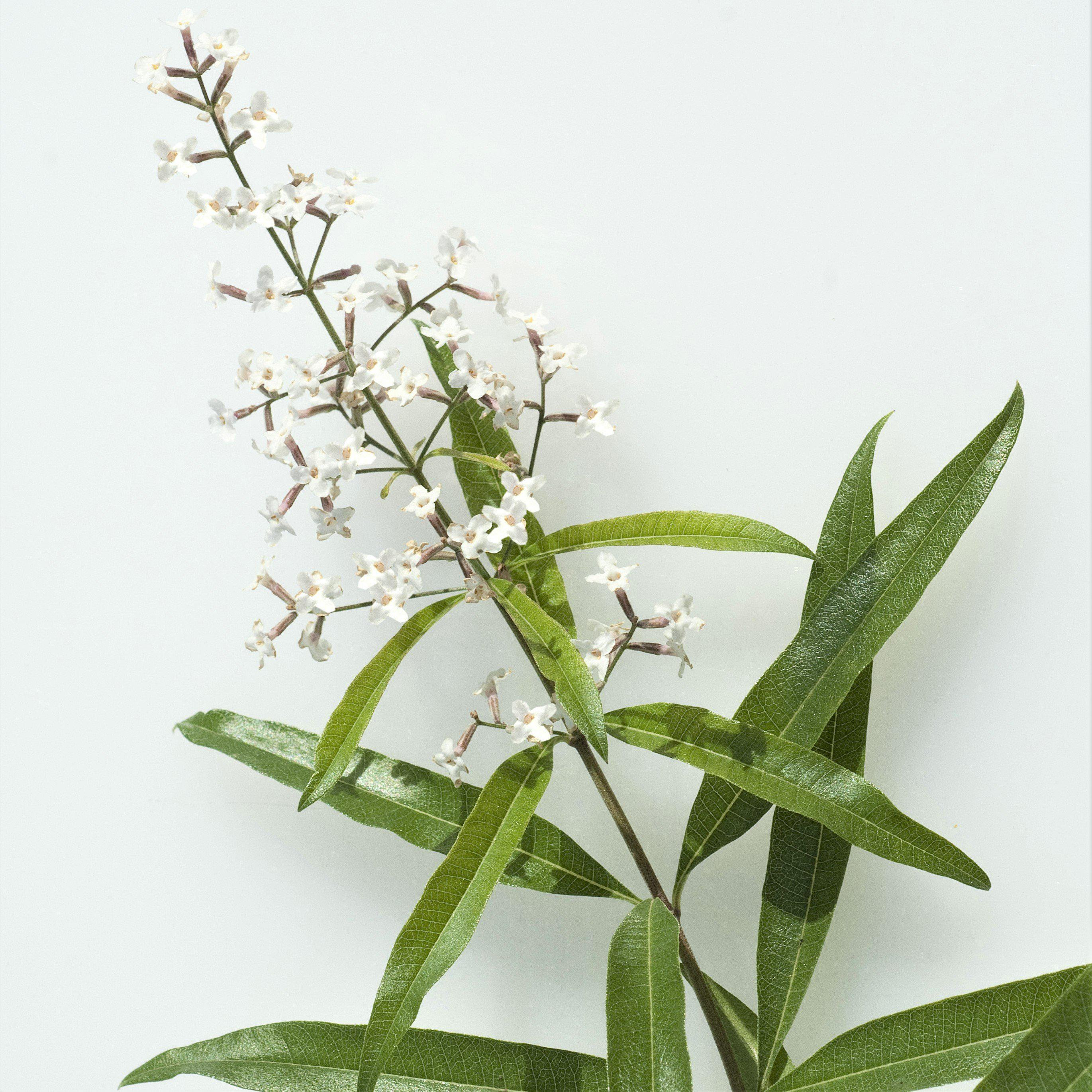 Dried leaves of lemon verbena retain their aroma and flavor for many years which make them useful in potpourris, draw sachets and sleep pillows. Images Of Lemon Verbena Alousia Trifolia Lemon Verbena Aloysia Triphylla How To Use Lemon Verbena Huuty
