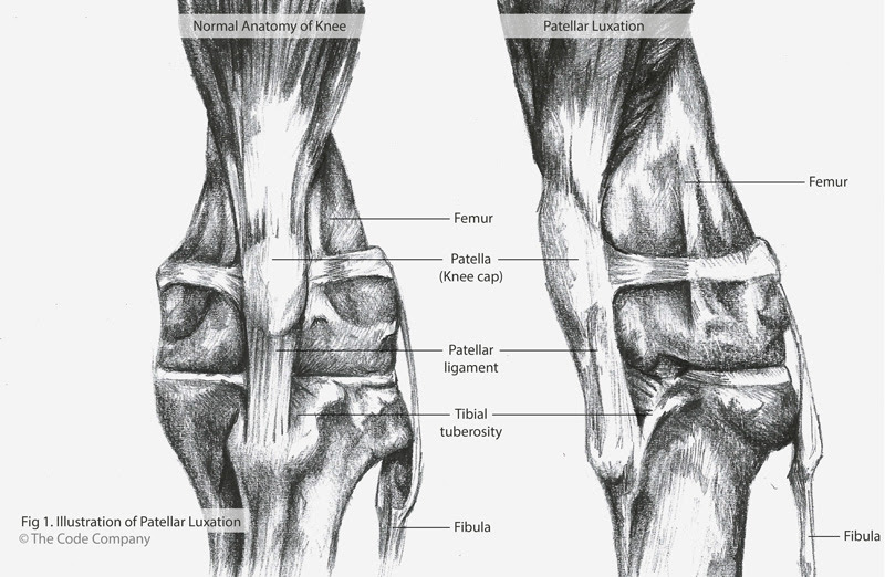 Limitations on designs of ischemia. Why Is My Dog Limping With His Hind Leg Parys Vet