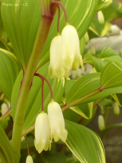 美しい花の画像 トップ100 すずらん 似 てる 花