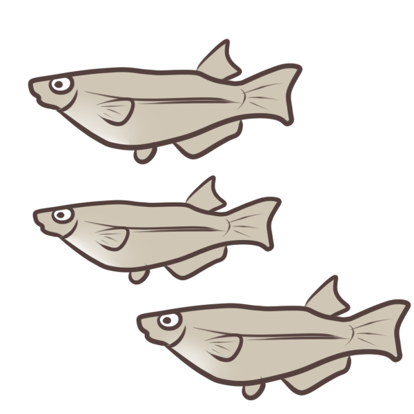 最高の動物画像 心に強く訴えるめだか イラスト 無料