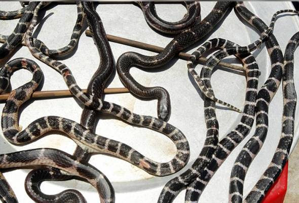 Sesuai dengan namanya, ular tanah mampu berkamuflase dengan rerumputan atau dedaunan kering yang mirip seperti warna. Kemaruk Jamah Daging Ular Berbisa Punca Koronavirus Tersebar Astro Awani